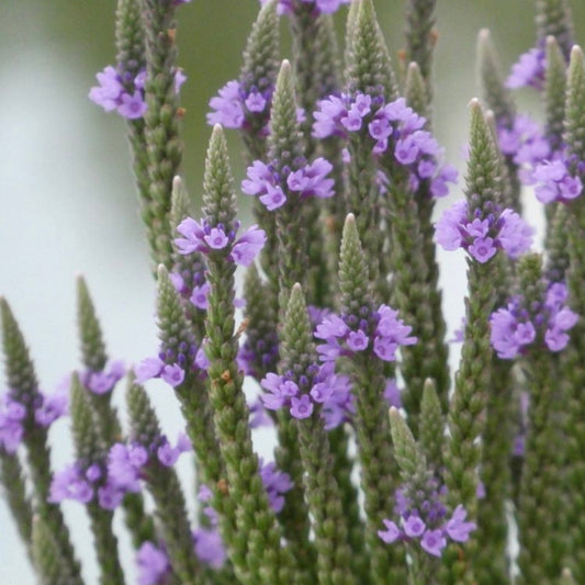 Blue Vervain Tincture