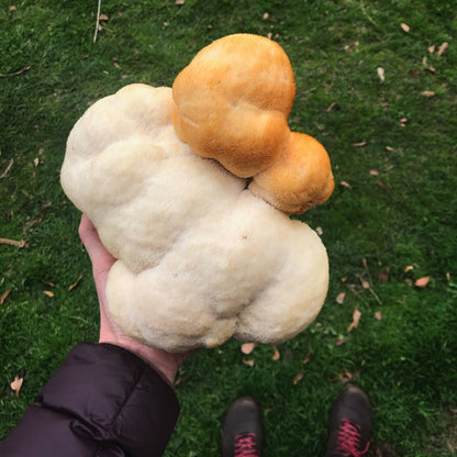 Lion's Mane