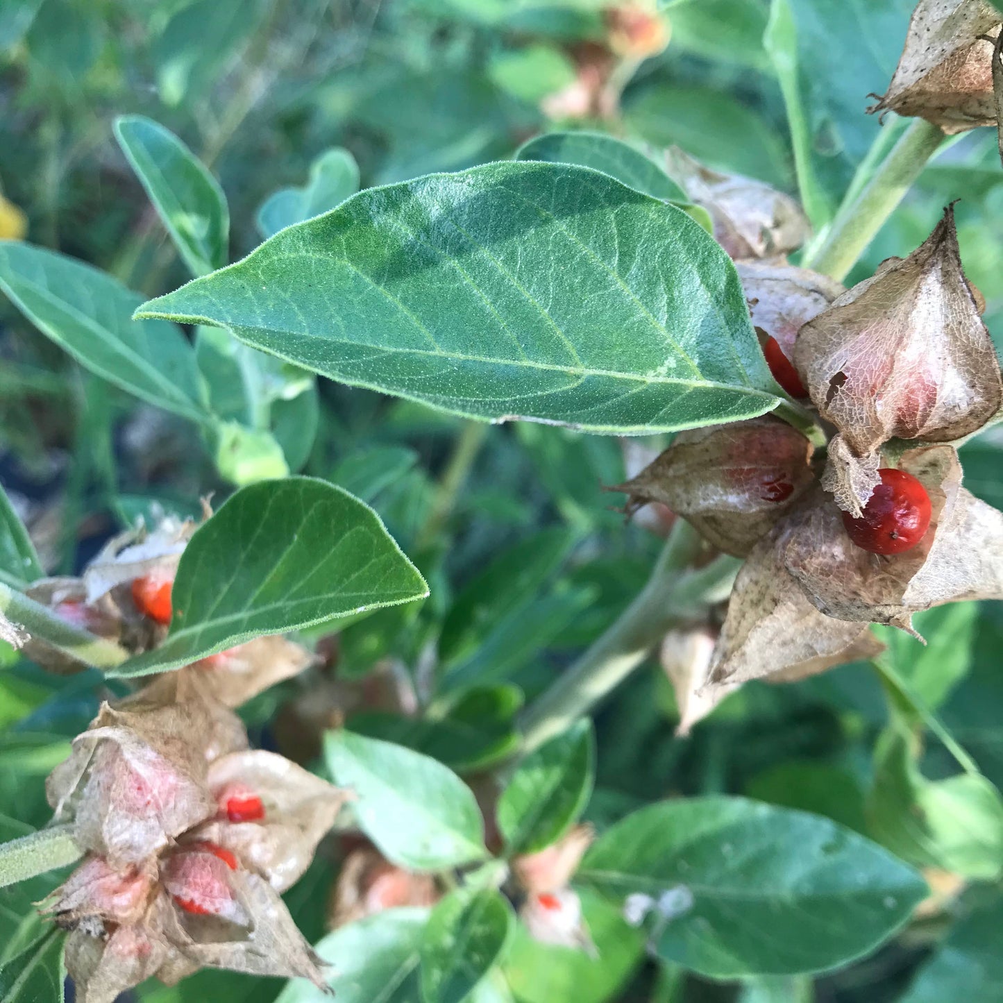 Ashwagandha Tincture