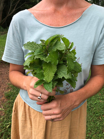 Lemon Balm