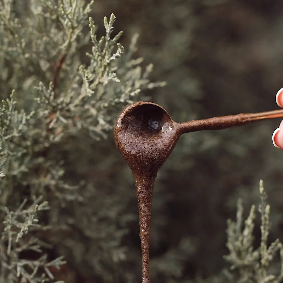 Forest Embers | Wild Honey Herbal Blend