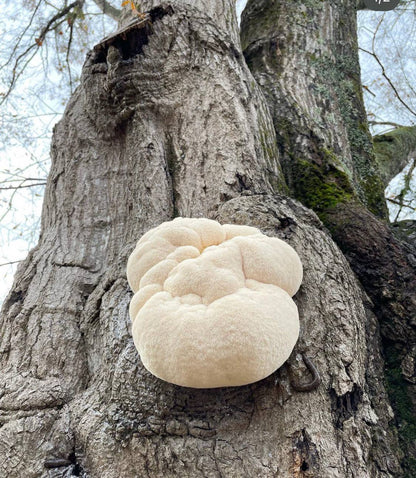 Lion's Mane